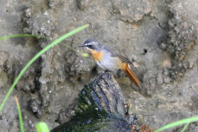 7 Tag Vogel9