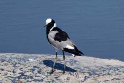 Waffenkiebitz A19 1936