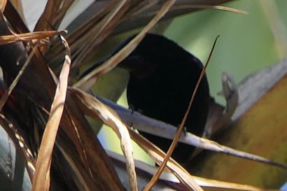 Amethyst Nektarvogel P1070019