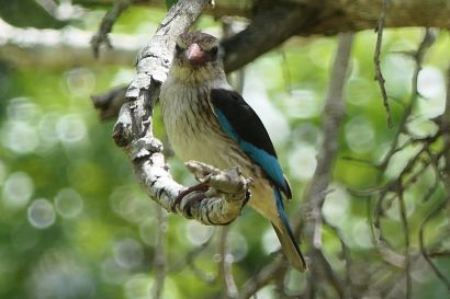 2 Braunkopfliest P1070010