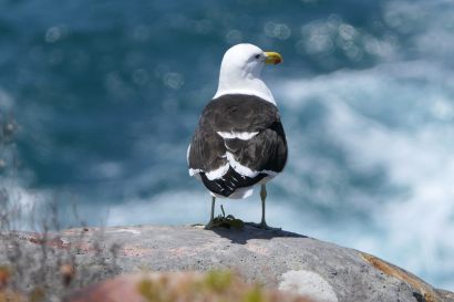 1 Dominikanermoewe P1010156