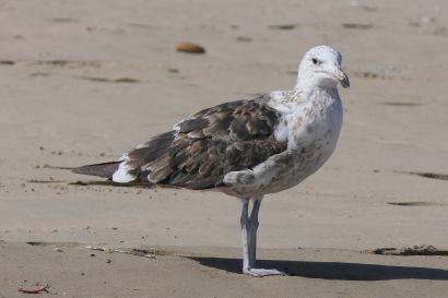 2 Dominikanermoewe P1010005