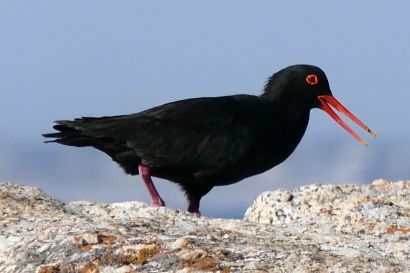 1 Kapausternfischer P1060181