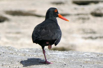 2 Kapausternfischer P1030887