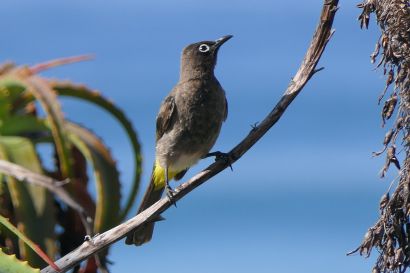 1 Kapbulbul P1010038