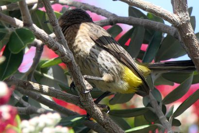 Kaphonigvogel P1060684