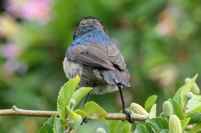 1 Kapnektarvogel P1060786