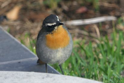 1 Kaproetel P1000945