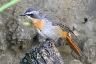 2 Kaproetel P1060721