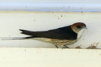 1 Kapschwalbe P1070327