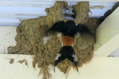 2 Kapschwalbe P1070328