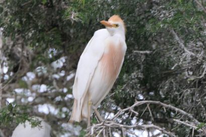 2 Kuhreiher P1010504