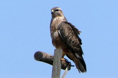 2 Maeusebussard P1060624