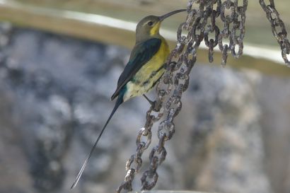 1 Malachitnektarvogel P1060587