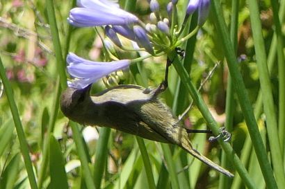 Olivnektarvogel P1070262