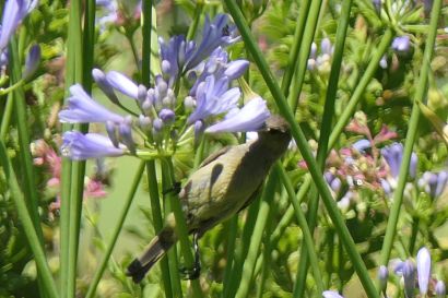 Olivnektarvogel P1070263