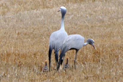 1 Paradieskranich P1010517