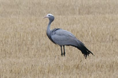 2 Paradieskranich P1010526