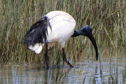 1 Pharaonenibis P1040230