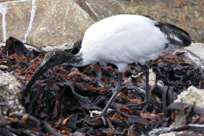 2 Pharaonenibis P1060499