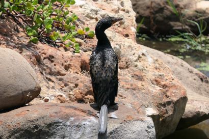 Riedscharbe P1070133