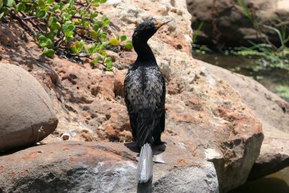 Riedscharbe P1070134