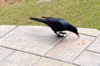 1 Rotschwingenstar IMG 9419