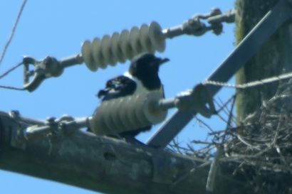 Schildrabe 1 P1040509