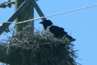 Schildrabe 2 P1040509