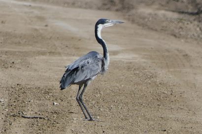 1 Schwarzhals Reiher P1000916