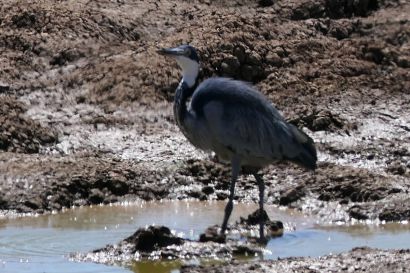 2 Schwarzhalsreiher P1040478
