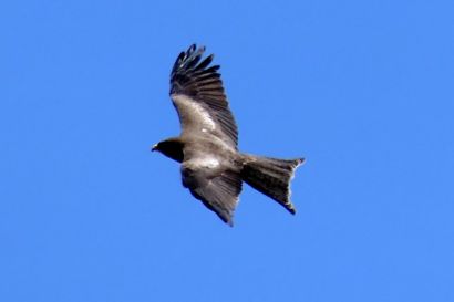 2 Schwarzmilan P1070112