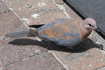 1 Senegaltaube P1060269