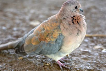 2 Senegaltaube A18 8419