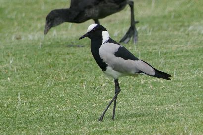 Waffenkiebitz P1000608