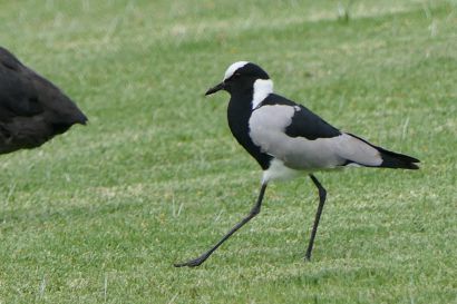 Waffenkiebitz P1000609