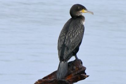 1 Weissbrustkormoran P1060497 1
