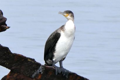 2 Weissbrustkormoran P1060497 2