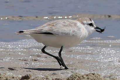 1 Weisstirnregenpfeifer P1000888