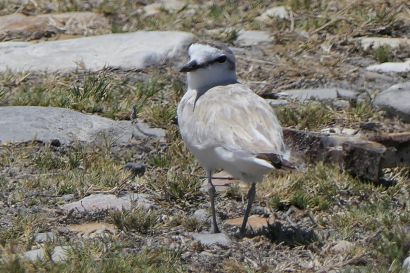 2 Weisstirnregenpfeifer P1000827