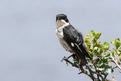 2 Wuergerschnaepper P1040025