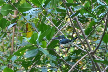 1 Amazonasfischer P1090257