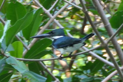 2 Amazonasfischer P1090257