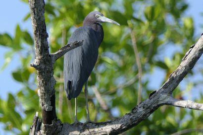 1 Blaureiher P1090301