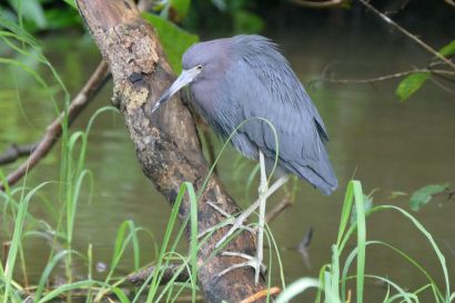 2 Blaureiher P1070612