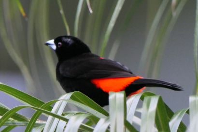 2 Cherrietangare P1090053