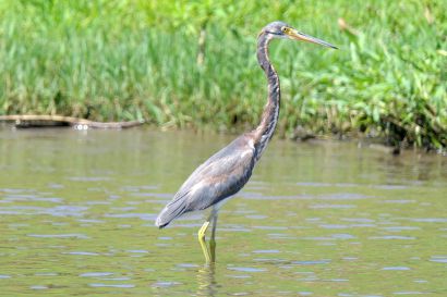 1 Dreifarbenreiher P1070428