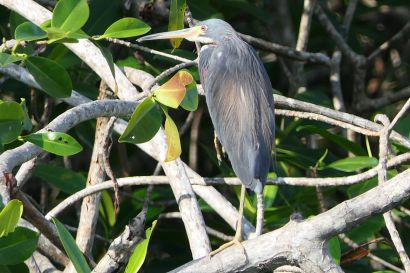 2 Dreifarbenreiher P1090303