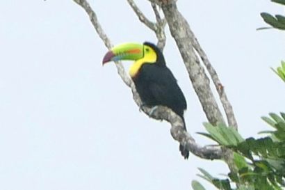 Fischertukan P1070683