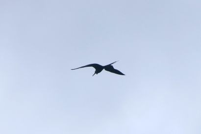 1 Fregattvogel P1070896